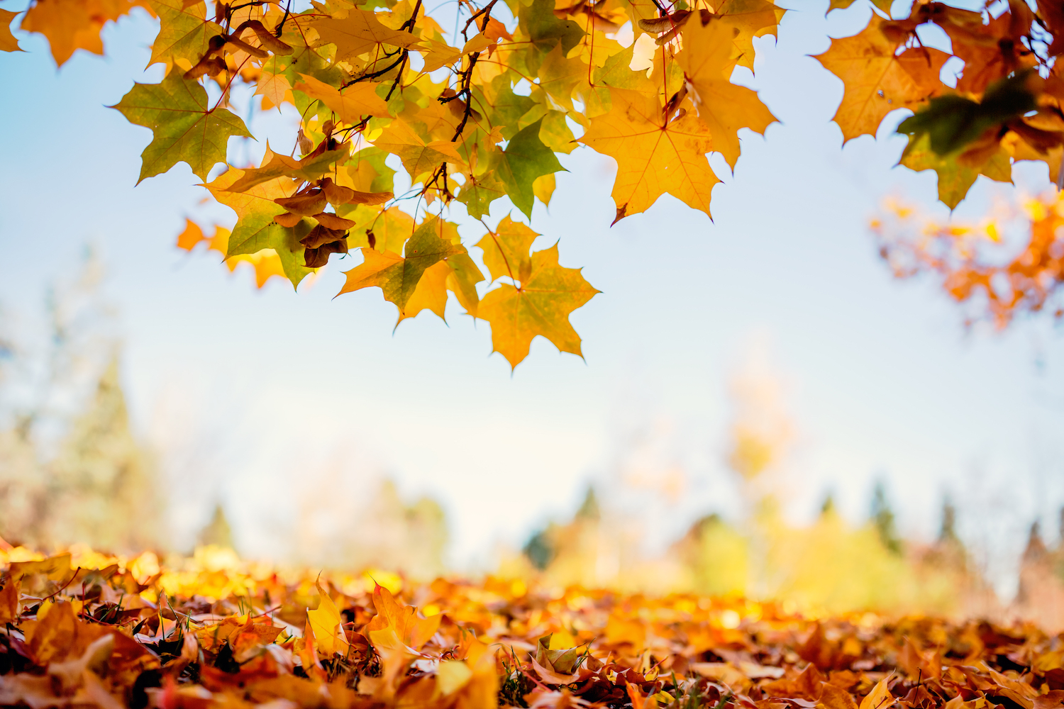 Among An Autumn Breeze- A Cabinville Holiday Season