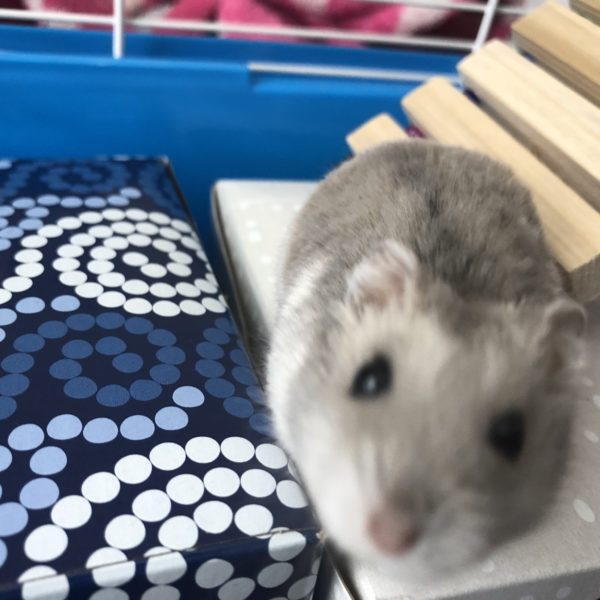 The Biography of Pudgy