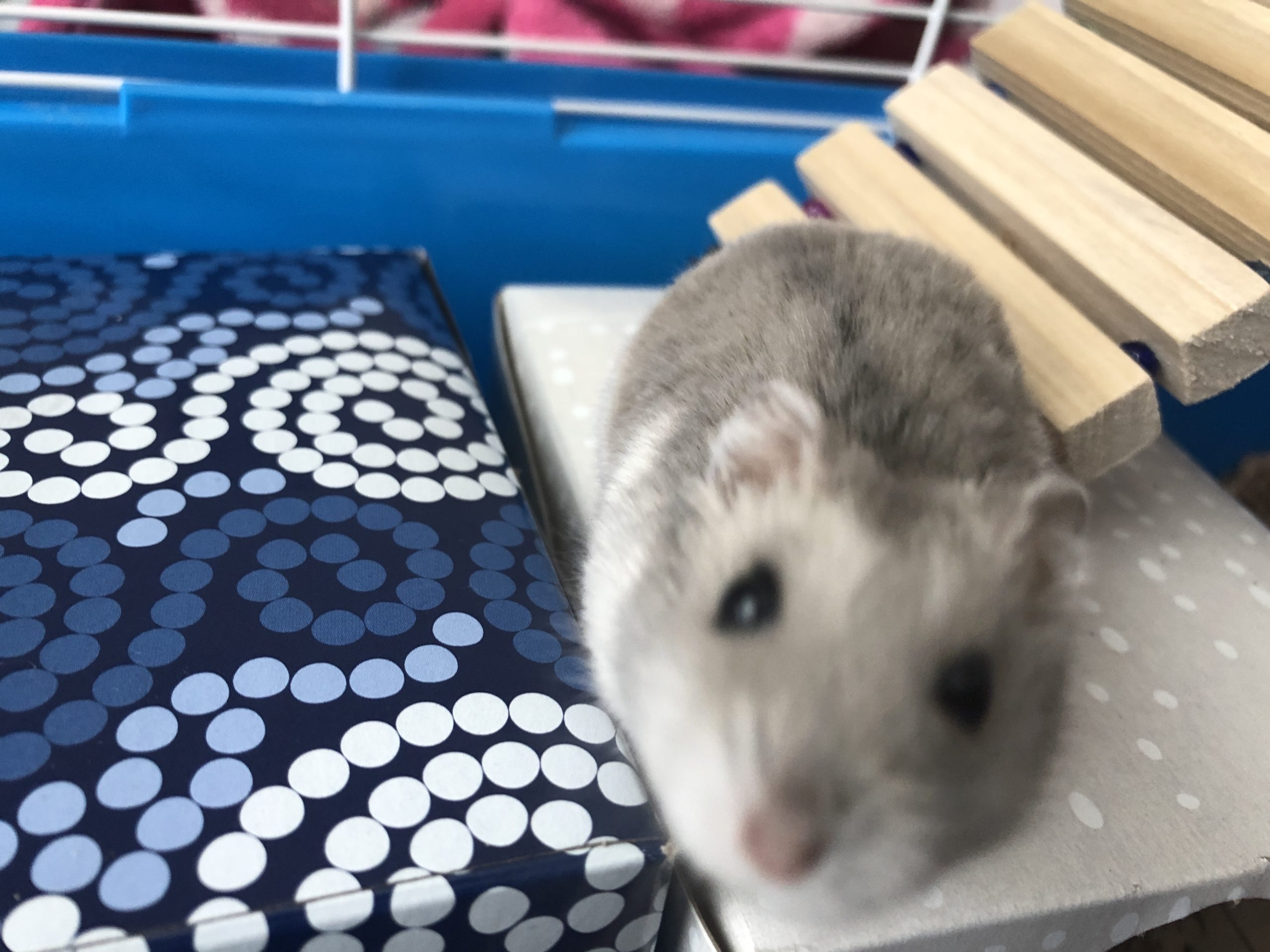 The Biography of Pudgy